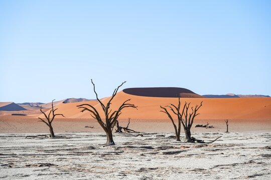 Dead camel thorn trees (Vachellia erioloba), red sand dunes, white salt pan, Dead Vlei, Sossusvlei, Namib Desert, Namib-Naukluft Park, Namibia