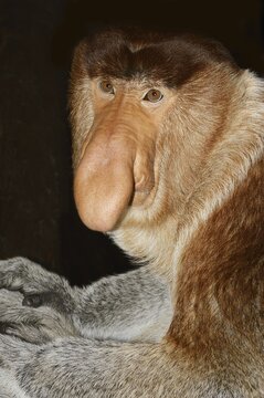 Proboscis monkey (Nasalis larvatus), male, captive, occurring on Borneo