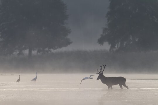 Don't worry, even if it looks like it, the great white egret (Ardea alba) does not attack the red deer (Cervus elaphus), encounter, morning mist, mystical, rutting season, rutting stag, September, Germany