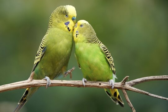 Budgie (Melopsittacus undulatus) mating behaviour, captive, Germany