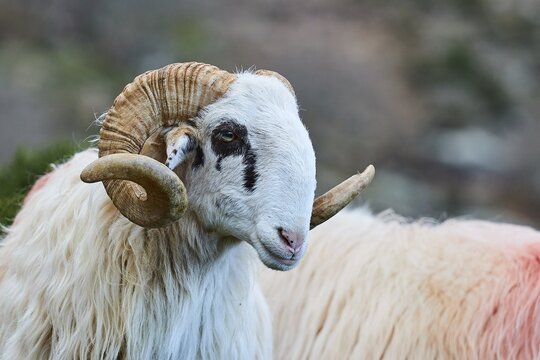 A ram with curved horns looks to the side, near the Kallikratis Gorge, Lefka Ori, White Mountains, mountain massif, west, Crete, Greece