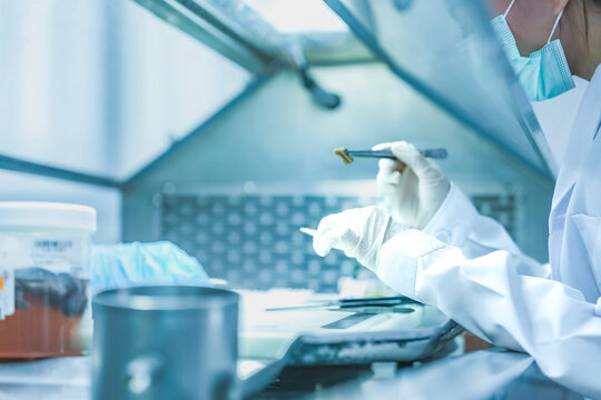 Forensic science inspecting biological evidence with tweezers carefully. Lab technician analyzing dna sample data in sterile facility. Scientist conducting experiment in pharmaceutical laboratory.