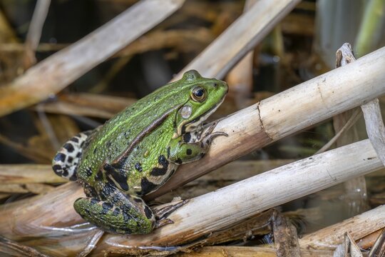 Edible Frog (Rana esculenta), Limbach, Burgenland, Austria