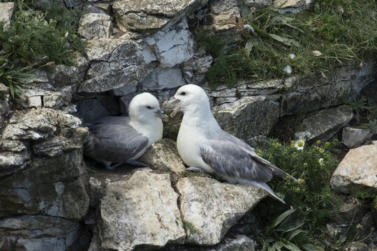 Northern fulmar (Fulmarus glacialis) two adult seabird birds on a cliff, RSPB Bempton cliffs nature reserve, Yorkshire, England, United Kingdom