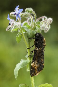 Death's-head Hawkmoth (Acherontia atropos) perched on a flower, Schwaz, North Tirol, Austria
