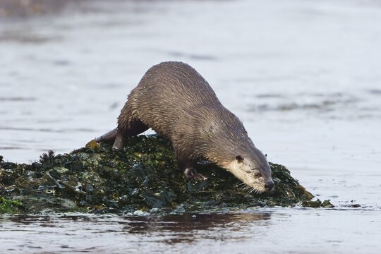 North American River Otters (Lutra canandensis) at the Pacific Coast, Olympic Peninsula, Washington, USA