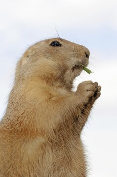 Black-tailed prairie dog (Cynomys ludovicianus), foraging, captive, occurring in North America