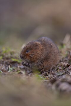 Water vole (Arvicola amphibius) adult animal feeding on a grass river bank, Derbyshire, England, United Kingdom