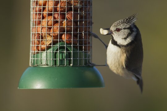 Crested tit (Parus cristatus) adult bird feeding from a garden peanut feeder in winter, Scotland, United Kingdom