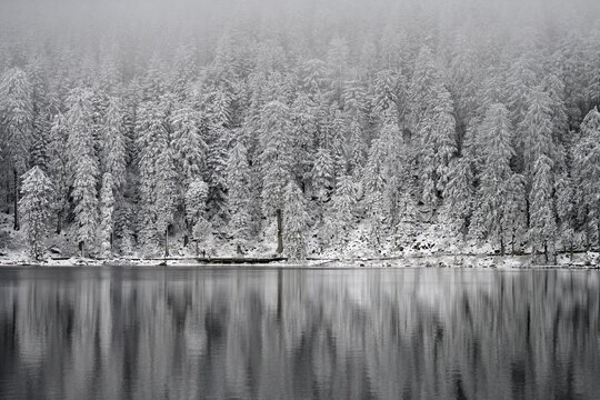 Snow-covered spruces, winter landscape at Mummelsee, reflection, snow, near Seebach, Black Forest, Ortenaukreis, Baden-W&uuml;rttemberg, Germany