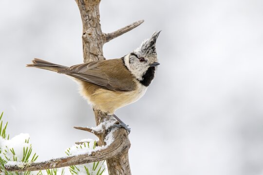 Crested tit (Parus cristatus), sitting on a branch, Terfens, Tyrol, Austria