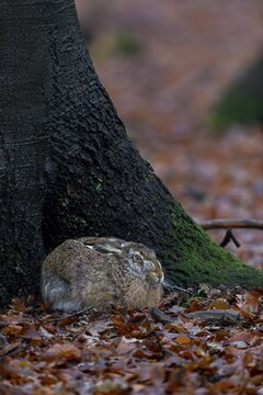 The nest of this brown hare (Lepus europaeus) is located in a beautiful high beech forest and allows me to document its behaviour in good photos, camouflage, protection, Germany