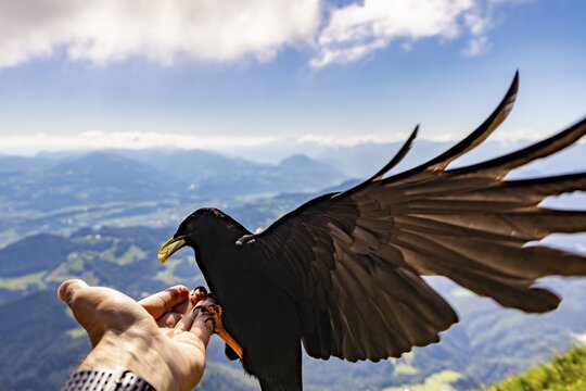 Alpine chough (Pyrrhocorax graculus) takes food from the hand of a mountaineer, Untersberg, Berchtesgadener Alpten, Berchtesgaden, Berchtesgadener Land, Upper Bavaria, Bavaria, Germany