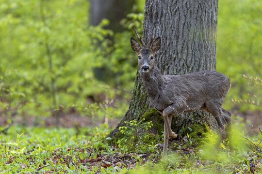 A roebuck (Capreolus capreolus) in the fresh green of a copper beech forest in late spring, change of coat, April, Germany