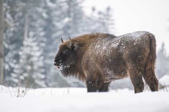 European bison (Bison bonasus) or Wisent standing on a meadow next to the forest in winter, snow, Bavaria, Germany