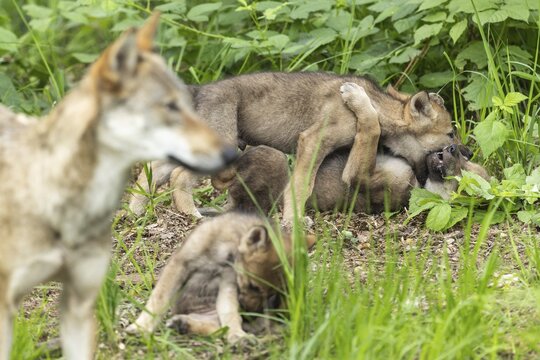 A wolf looks at its playing pups frolicking on the forest floor, European grey gray wolf (Canis lupus) pups, Germany