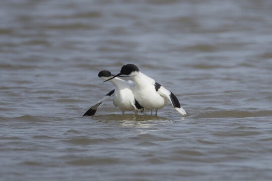 Pied avocet (Recurvirostra avosetta) two adult wading birds during their courtship display in shallow water, England, United Kingdom