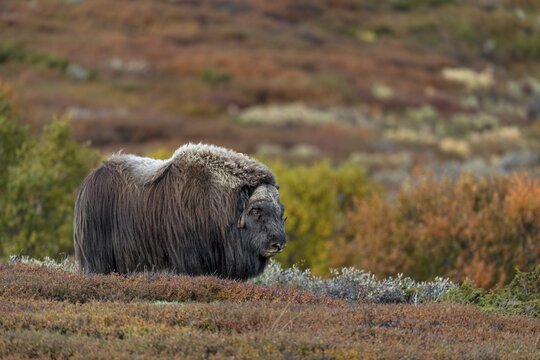 After mating, the musk ox bull (Ovibos moschatus) joins the other group members, autumn, autumn landscape, Ruska, Tundra landscape, September, Norway