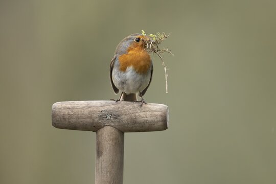 European robin (Erithacus rubecula) adult garden bird with nesting material in its beak on a fork handle in spring, England, United Kingdom