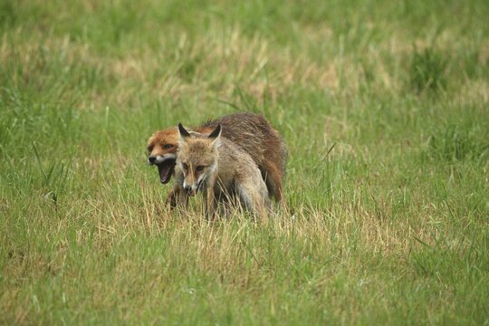 Red fox (Vulpes vulpes) male bites away weaned young, should finally become independent, mown meadow, light rain, Allg&auml;u, Bavaria, Germany, Allg&auml;u, Bavaria, Germany