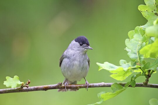 Blackcap (Sylvia atricapilla) male sitting on an oak branch, Solms, Hesse, Germany