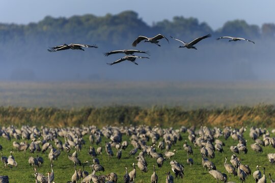 Large flock of cranes in a meadow, some flying over a foggy landscape, Crane (Grus grus) wildlife, Western Pomerania Lagoon National Park, Zingst, Mecklenburg-Western Pomerania, Germany