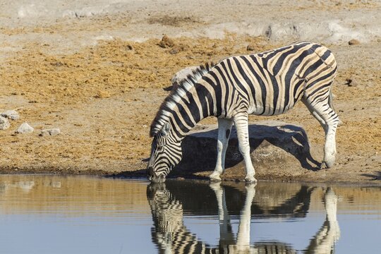 Plains Zebra (Equus quagga) drinking at a waterhole, Etosha National Park, Namibia