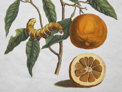 Orange, orange tree, caterpillar, transformation, hand-colored copper engraving by Maria Sybilla Merian from Metamorphosis insectorum Surinamensium, transformation of Surinamese insects, sheet XXXVIII, Amsterdam 1705, Netherlands