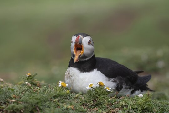 Atlantic puffin (Fratercula arctica) adult auk seabird bird calling on a cliff top in summer, Skomer island, Pembrokeshire, Wales, United Kingdom