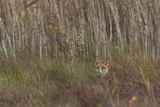To be able to observe a red fox (Vulpes vulpes) in a marshy area is a rare moment of happiness, and then to expose a photo that documents exactly this situation makes the photographer all the more happy, Hunting, Camouflage, October, Denmark