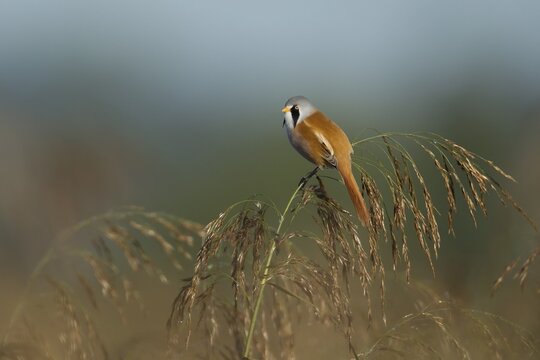 Bearded tit or reedling (Panurus biarmicus) adult male bird on a Common reed seedhead, RSPB Strumpshaw fen nature reserve, Norfolk, England, United Kingdom