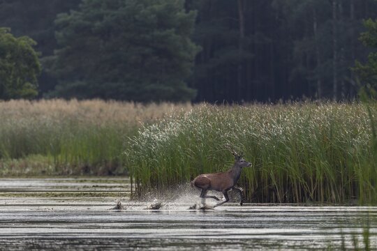 A red deer (Cervus elaphus) runs at high speed through the shallow water zone of a pond and disappears into the neighbouring reed belt, escape, rutting season, rutting stag, September, Germany