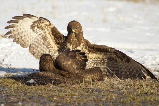 Buzzards (Buteo buteo) fighting, Saxony-Anhalt, Germany