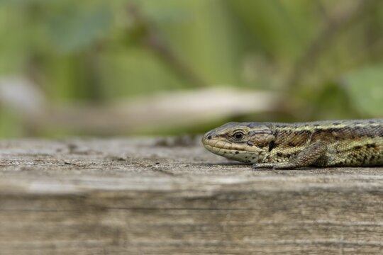 Common lizard (Zootoca vivipara) adult reptile basking on a wooden sleeper, England, United Kingdom