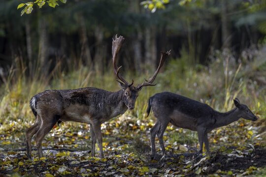 A doe has visited the fallow deer (Dama dama) and is standing directly in the rut, the deer is trying to impress the female, rut, mating season, deer rut, autumn, October, Germany