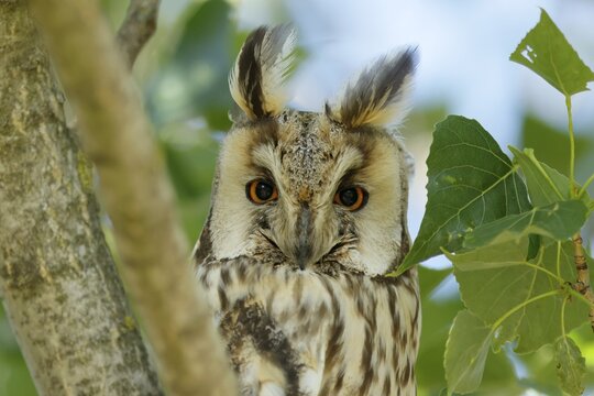 Long-eared owl (Asio otus) sitting in a tree, wildlife, Burgenland, Austria