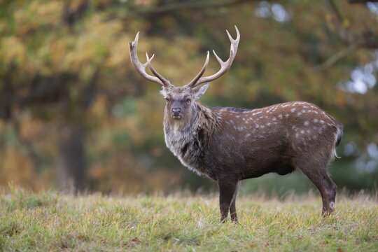 Sika deer (Cervus nippon) adult male buck standing on the edge of a woodland in the autumn, England, United Kingdom