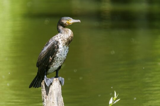 A cormorant stands alone on a wooden stump by the water, surrounded by green landscape, Cormorant, (Phalacrocorax carbo), wildlife, France