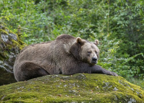 Brown bear (Ursus arctos) lying on a rock covered with moss, captive, Bavarian Forest National Park, Bavaria, Germany, Germany