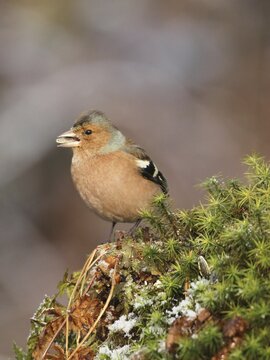 Common chaffinch (Fringilla coelebs) male feeding, Allg&auml;u, Bavaria, Germany