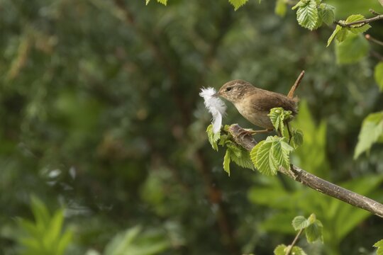 European wren (Troglodytes troglodytes) adult bird with a feather for nesting material in its beak on a Hazel tree branch, England, United Kingdom