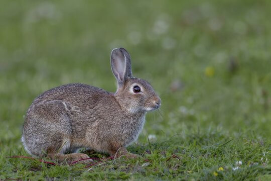 In the evening, the wild rabbits (Oryctolagus cuniculus) become active and appear in search of food on the green areas, Germany