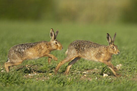 Brown hare (Lepus europaeus) two adult animals running in a farmland cereal field in springtime with a male chasing a female, Norfolk, England United Kingdom