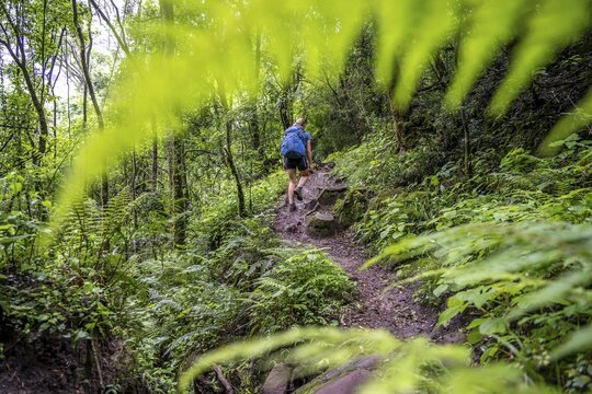 Tourist hiking through pristine mountain forest, Ukhahlamba-Drakensberg Park, KwaZulu-Natal, Drakensberg Mountains, South Africa
