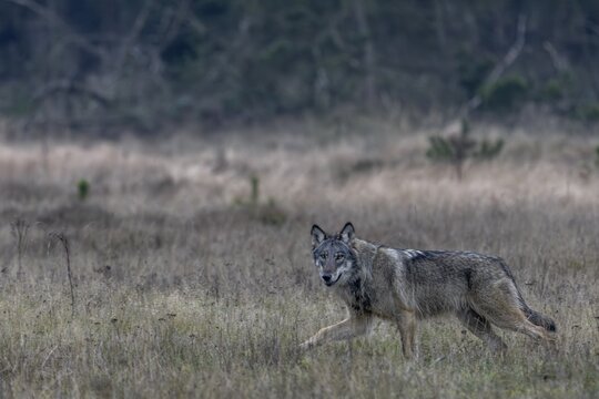 The direct view from the wolf (Canis lupus) is unique and remains an unforgettable experience for nature lovers, eye contact, Denmark
