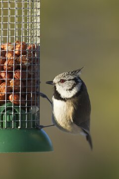 Crested tit (Parus cristatus) adult bird on a garden bird peanut feeder in winter, Scotland, United Kingdom