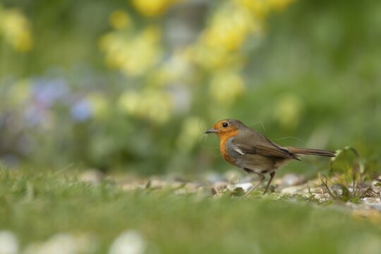 European robin (Erithacus rubecula) adult bird collecting nesting material from a garden lawn in the springtime, England, United Kingdom