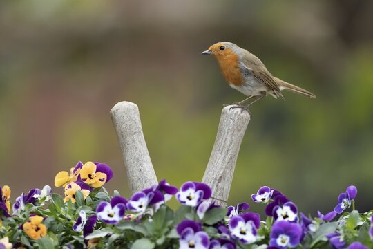 European robin (Erithacus rubecula) adult garden bird on a pair of shears handle in a plant pot with pansy and viola flowers in spring, Suffolk, England, United Kingdom
