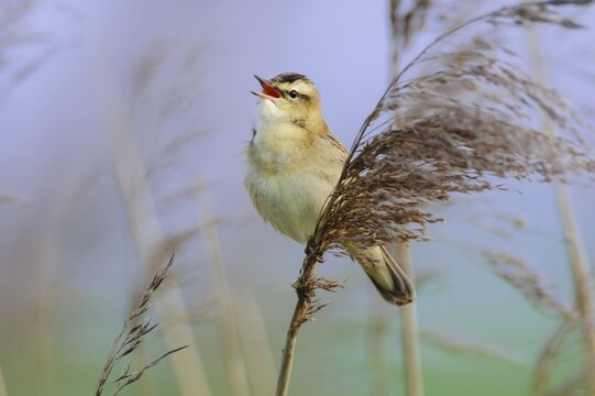 Sedge warbler (Acrocephalus schoenobaenus) on the Ansitzwarte at the reeds in the Ochsenmoor, D&uuml;mmer, H&uuml;de, Lower Saxony, Germany