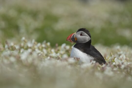 Atlantic puffin (Fratercula arctica) adult bird amongst Sea campion flowers, Skomer island, Wales, United Kingdom